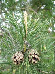 Attēlu rezultāti vaicājumam “Pinus sylvestris fruit”