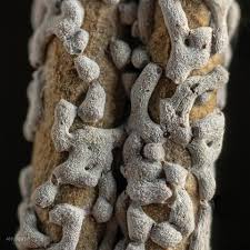 Attēlu rezultāti vaicājumam “Physarum, Nannengaella sp.”