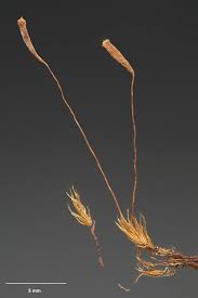 Attēlu rezultāti vaicājumam “Pohlia elongata”