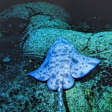 Image result for Amblyraja hyperborea