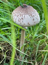 Attēlu rezultāti vaicājumam “Macrolepiota”