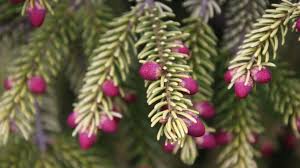 Attēlu rezultāti vaicājumam “Picea orientalis”