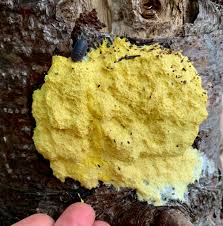 Attēlu rezultāti vaicājumam “Fuligo septica var. candida plasmodium”