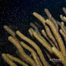 Attēlu rezultāti vaicājumam “Diderma crustaceum sessile”