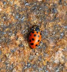 Attēlu rezultāti vaicājumam “Hippodamia tredecimpunctata”