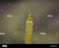 Attēlu rezultāti vaicājumam “Eurhynchiastrum pulchellum macro”