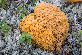 Attēlu rezultāti vaicājumam “Ramaria flava”