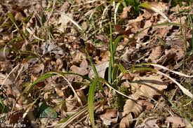 Attēlu rezultāti vaicājumam “Carex pilosa leaf”