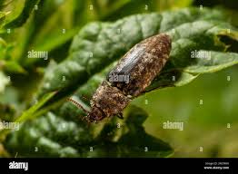 Attēlu rezultāti vaicājumam “Agrypnus murinus”