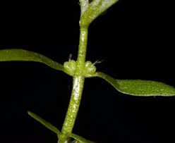 Attēlu rezultāti vaicājumam “Callitriche hermaphroditica leaf”