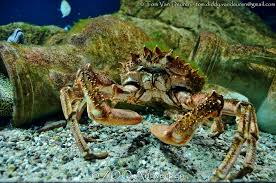 Image result for Maja brachydactyla