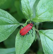 Attēlu rezultāti vaicājumam “Pyrochroa coccinea”