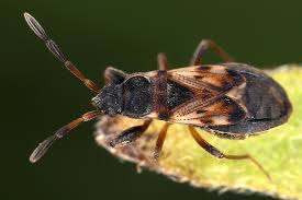 Attēlu rezultāti vaicājumam “Scolopostethus thomsoni”