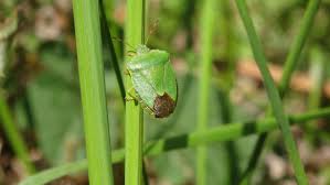 Attēlu rezultāti vaicājumam “Clossiana euphrosyne upperside”