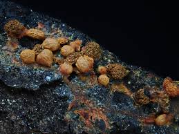 Attēlu rezultāti vaicājumam “Lycogala cf. fossiculatum sessile”