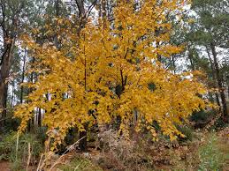 Attēlu rezultāti vaicājumam “Acer rufinerve”