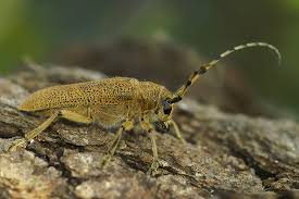 Attēlu rezultāti vaicājumam “Saperda carcharias”