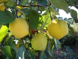 Attēlu rezultāti vaicājumam “Cydonia oblonga fruit”