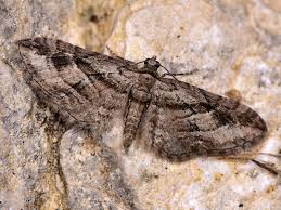 Attēlu rezultāti vaicājumam “Eupithecia lanceata”