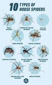 Image result for spider