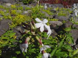 Attēlu rezultāti vaicājumam “Saponaria officinalis flower”