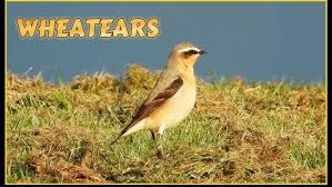 Attēlu rezultāti vaicājumam “Oenanthe oenanthe male”