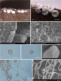 Attēlu rezultāti vaicājumam “Diderma deplanatum sessile”