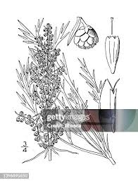 Image result for Artemisia caudata