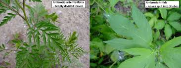 Attēlu rezultāti vaicājumam “Ambrosia artemisiifolia fruit”
