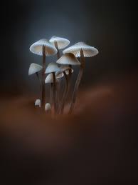 Attēlu rezultāti vaicājumam “Physarum notabile macro”