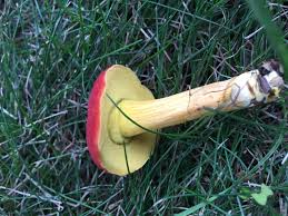 Attēlu rezultāti vaicājumam “Xerocomus rubellus”