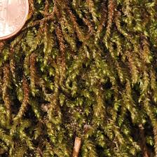 Attēlu rezultāti vaicājumam “Grimmia muehlenbeckii sporophyte”