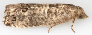 Attēlu rezultāti vaicājumam “Spilonota ocellana”