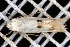 Attēlu rezultāti vaicājumam “Elachista maculicerusella”