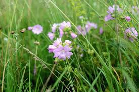 Image result for Malva moschata