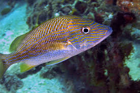 Image result for Haemulon plumierii