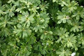 Attēlu rezultāti vaicājumam “Eranthis hyemalis”