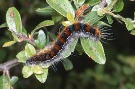 Attēlu rezultāti vaicājumam “Eriogaster lanestris”