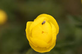 Image result for Trollblume