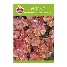 Attēlu rezultāti vaicājumam “Geranium bohemicum fruit”