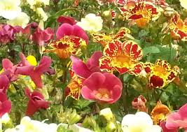 Image result for Mimulus x hybrida