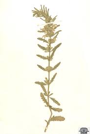 Image result for Dracocephalum moldavicum