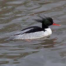 Attēlu rezultāti vaicājumam “Mergus merganser”