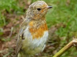 Attēlu rezultāti vaicājumam “Erithacus rubecula juvenile”