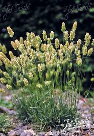 Attēlu rezultāti vaicājumam “Koeleria glauca flower”