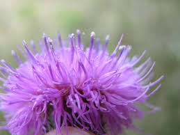 Attēlu rezultāti vaicājumam “Cirsium x rigens flower”