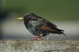 Attēlu rezultāti vaicājumam “Sturnus vulgaris male”