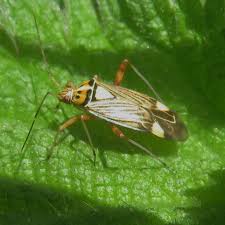 Attēlu rezultāti vaicājumam “Rhabdomiris striatellus”