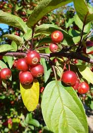 Attēlu rezultāti vaicājumam “Malus x zumi”