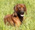 Hounddog